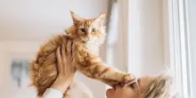 Perché amiamo i gatti, secondo la psicologia