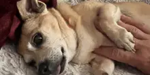 La nuova vita del cane anziano Carmen Belle, portato in rifugio senza un perché
