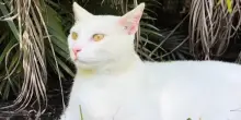 Si sveglia di notte e trova il suo gatto Spike in una pozza di sangue, il lieto fine dopo la paura