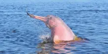 Delfini rosa in pericolo: la minaccia invisibile del mercurio nell’Amazzonia colombiana