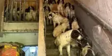 Salvati dall’inferno di un allevamento casalingo, ora i cani diventano eroi contro il crimine