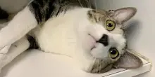 Biggie, un gatto all’altezza del suo nome alla ricerca di un amore grande quanto lui
