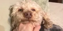 Etichettato come “poco amichevole”, la trasformazione del cane Odie sorprende tutti