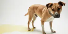 Dove far fare i bisogni al cane: insegnare al cucciolo (e non solo) la pulizia