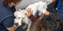 Venus, il cane lasciato a morire di fame: dal buio del maltrattamento alla speranza di una nuova vita