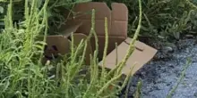Vede una scatola nascosta nell’erba ma non s’immagina di trovare dieci occhi che lo fissano