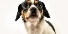 Gestire le prime paure e insicurezze del cane, ecco come farlo