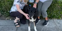 Un’adozione che sfida il tempo: la storia dei cani Ginger e Dakota lascia senza parole