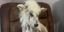 Un insegnante vede un cane malato e senza pelo nei bagni di scuola, così cambia la vita di Apollo
