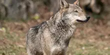 Trentino, eseguito decreto e ucciso un lupo in Lessinia. Proteste animaliste: “Uno scempio”