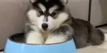 Il cane Freya non sta aumentando di peso come dovrebbe, quando scoprono il perché rimangono allibiti