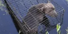 Chiuso in una gabbia e gettato in una palude: il salvataggio che ha cambiato la vita del cane Hopper