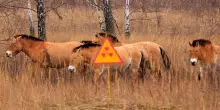 Ecco come i cavalli selvaggi stanno sfidando estinzione e radioattività nella zona rossa di Chernobyl