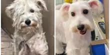 Tenuto legato per 4 anni, oggi il cane Milky è irriconoscibile grazie ad un incontro con il destino