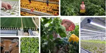Non solo cibo l’efficacia dell’innovazione