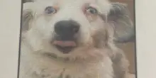 Mowgli, il cane sordo meno fotogenico al mondo, insegna il valore delle seconde possibilità