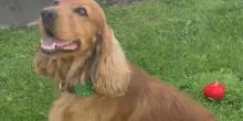 Finito in un carcere con stupratori e abusatori di animali, il cane Bailey è finalmente libero