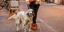 Bolzano, in arrivo la tassa di soggiorno per i cani “turisti” e la tassa per quelli residenti