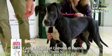 Videoadozioni Canile Municipale Torino: il cane Mango cerca casa