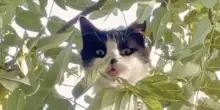 Dentro a una nuova casa, passando dal tetto: così è cambiato il destino dell’intrepido gatto Johnny