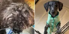 La trasformazione di Koogie, cane rimasto per 11 giorni in gabbia in casa con la proprietaria ferita