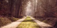 Ecco gli alberi che raffreddano di più le città