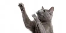 Graffi, tiragraffi e unghie: capire e gestire un comportamento naturale del gatto