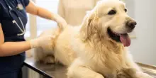 Così i cani stanno aprendo nuove strade contro i sarcomi umani
