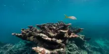 Superato anche il settimo limite planetario: l’acidificazione degli oceani