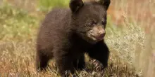 Orrore in Trentino: pelle di un giovane orso trovata nel parco giochi di Fondo