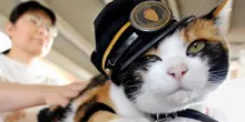 L’incredibile storia di Tama, il gatto che ha salvato un’intera linea ferroviaria in Giappone