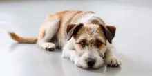 I 7 errori più comuni nell’educazione del cane