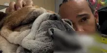 In ansia per la salute del cane, Hamilton salta test al Mugello: “Ore terribili, pregate per Roscoe”