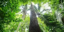 Gli alberi giganti dell’Amazzonia resistono al clima e diventano più grandi