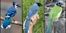 Questa ghiandaia è un ibrido. “L’accoppiamento tra specie a causa della crisi climatica”