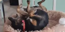 Quello che questo cane anziano fa tutte le sere puntuale come un orologio lascia senza parole
