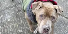Veterinaria condannata per furto: non restituì il cane al suo proprietario senza tetto