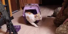 Così i soldati ucraini hanno usato un robot per salvare il gatto Prapor dal fronte di Kharkiv