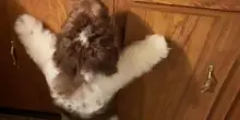 Il cane Merlin fiuta la cosa che ama di più al mondo, ma c’è un dettaglio che lo manda in confusione