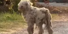 Dal dolore alla rinascita: la nuova vita di Matcha, il cane intrappolato nel suo stesso pelo