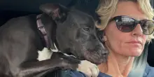L’adozione è stata cancellata, la reazione del cane in auto con la volontaria è inaspettata