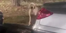 La lealtà infinita del cane Doodle, rimasto immobile a difendere il posto in cui è stato abbandonato