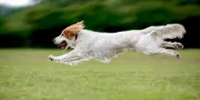 Il tuo cane soffre di Adhd? Ecco come capire se la sua iperattività è una neurodivergenza