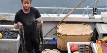 Invasione di polpi nel Regno Unito: così l’octopus fa concorrenza al fish & chips