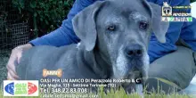 Videoadozioni Oasi Amici Settimo Torinese: il cane Fanny sogna una famiglia