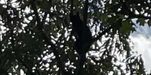 Dopo il salvataggio dall’albero più alto, un gatto segue una donna fino a casa: lei sa cosa fare