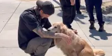 L’incontro inaspettato che ha cambiato la vita del cane Chief e di un veterano dei Marines