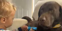 Quando il “figlio unico” capisce che non lo è più: l’espressione del cane Cooper dice tutto