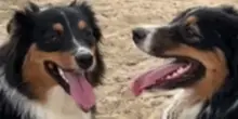 L’incredibile incontro di due cani identici al parco: nessuno è pronto a quello che si scoprirà dopo