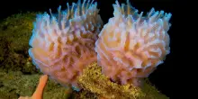 I primi animali sulla Terra? Forse le spugne marine